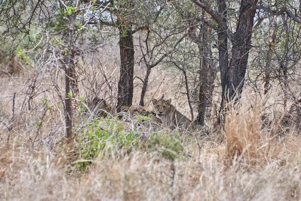 Leone Africano Nel Suo Habitat Naturale Nella Boscaglia — Foto Stock