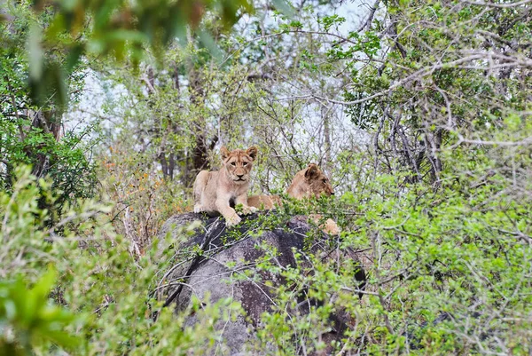 Африканские Львицы Играют Стволе Дерева Русле Реки — стоковое фото