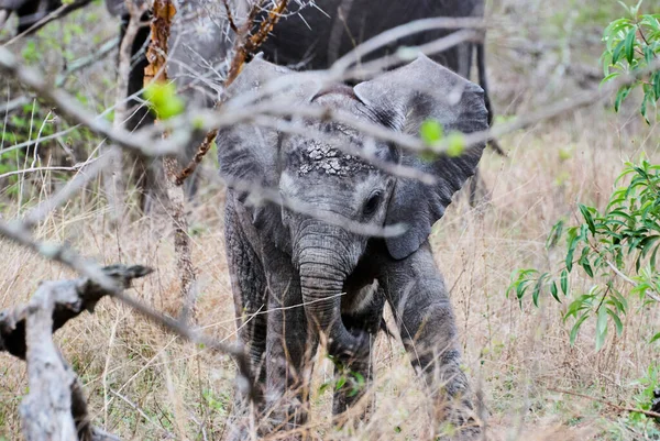 Bebé Juguetón Elefante Africano Loxodonta Tratando Obtener Control Sobre Tronco — Foto de Stock