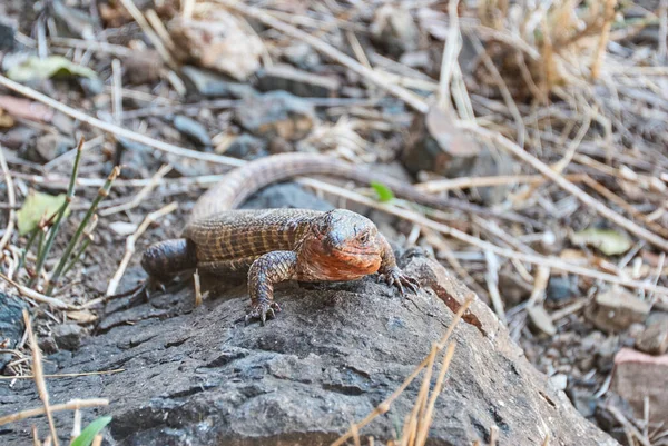 Lagarto Gigante Banhado Gerrhosaurus Validus Pode Ser Encontrado África Austral — Fotografia de Stock