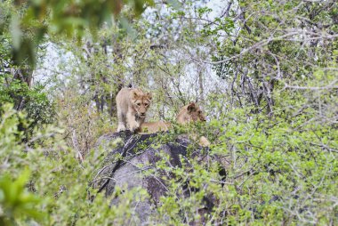 Nehir yatağında ağaç gövdesinde oynayan Afrikalı Aslan yavruları.