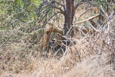 Afrika Aslanı çalılıklarda doğal ortamında