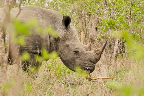 Nosorożec Biały Lub Nosorożec Kwadratowy Ceratotherium Simum Wypas Gęstym Krzaku — Zdjęcie stockowe