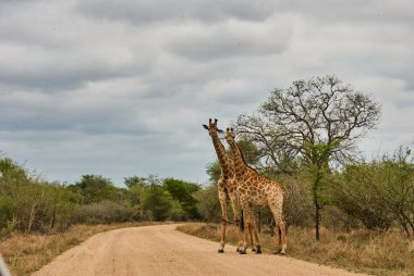 Uzun Zürafa, Güney Afrika 'da bir patikada duruyor.