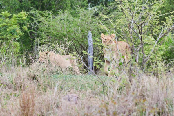 Αφρικανικό Λιοντάρι Στο Φυσικό Του Περιβάλλον Στο Θάμνο — Φωτογραφία Αρχείου