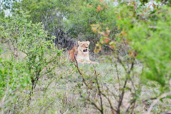 Leão Africano Seu Habitat Natural Mato — Fotografia de Stock