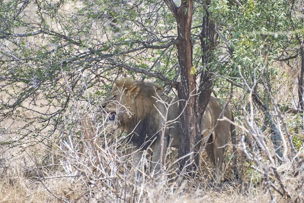 Lew Afrykański Swoim Naturalnym Środowisku Buszu — Zdjęcie stockowe