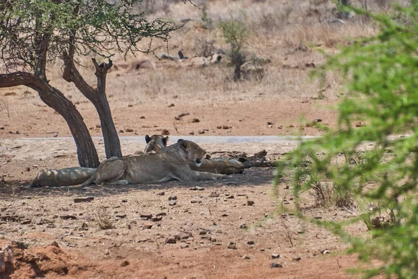 León Africano Hábitat Natural Monte — Foto de Stock