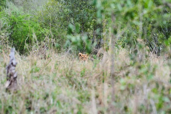 ブッシュの自然の生息地でのアフリカライオン — ストック写真