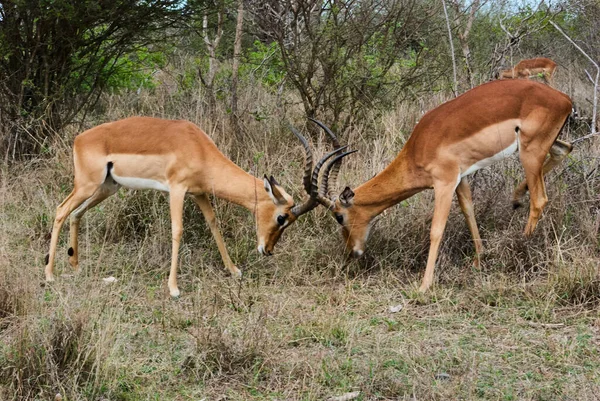 非洲羚羊 Aepyceros Melampus 是一种中型羚羊 产于非洲东部和南部 两只公羊用角互相争斗 — 图库照片