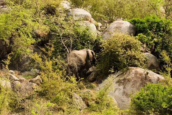 Elefante Africano Loxodonta Pie Arbusto Africano — Foto de Stock