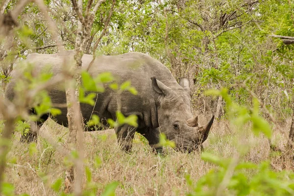 Nosorożec Biały Lub Nosorożec Kwadratowy Ceratotherium Simum Wypas Gęstym Krzaku — Zdjęcie stockowe