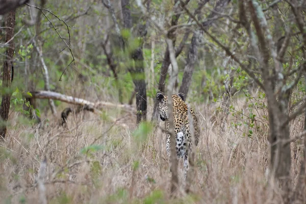 Panthera Pardus 아프리카의 고양이이며 두려움을 모르는 포식자이다 — 스톡 사진