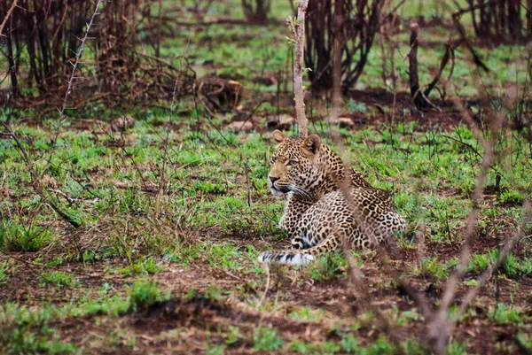 Leopardo Macho Grande Deitado Arbusto Africano — Fotografia de Stock
