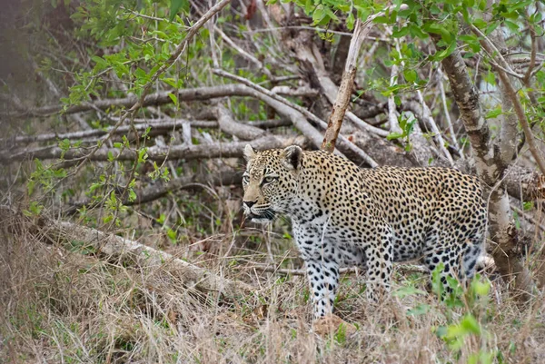 Leopardo Panthera Pardus Grande Gatto Selvatico Africano Impavido Predatore — Foto Stock