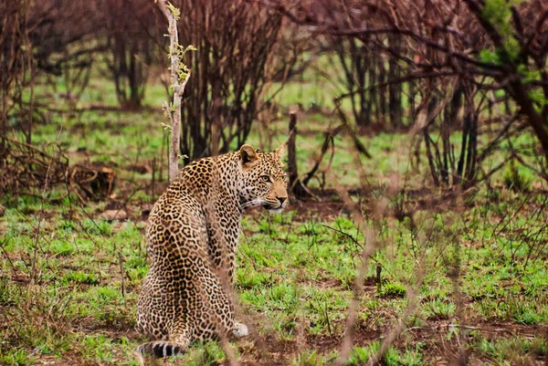Grande Leopardo Macho Panthera Pardus Deitado Chão Paisagem Africana — Fotografia de Stock