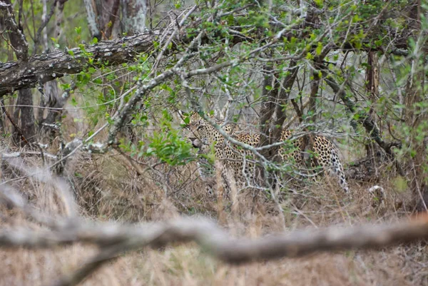 Leopard Panthera Pardus Velký Predátor Africká Divoká Kočka Plížící Vysokou — Stock fotografie