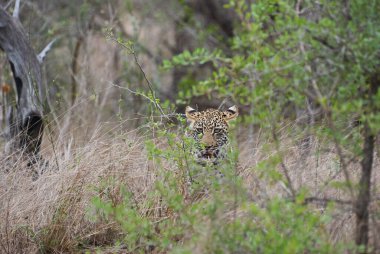 Leopar, Panthera pardus, büyük bir yırtıcı ve Afrika vahşi kedisi otların arasında sinsice dolaşıyor, mükemmel bir şekilde kamufle oluyor.