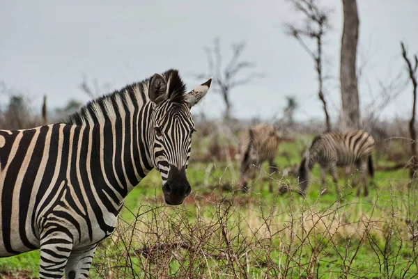 Schwarz Weißes Plains Zebra Steht Dichten Busch — Stockfoto