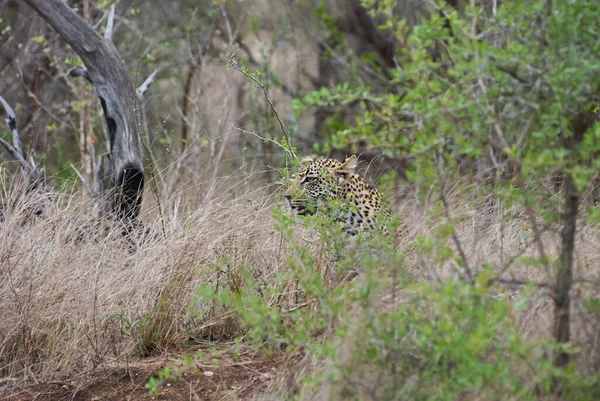 一种大型掠食者和非洲野猫 在高高的草地上潜行 被完全伪装了起来 — 图库照片