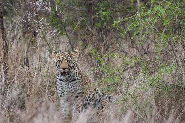 Leopárd Panthera Pardus Egy Nagy Ragadozó Afrikai Vadmacska Leskelődik Keresztül — Stock Fotó