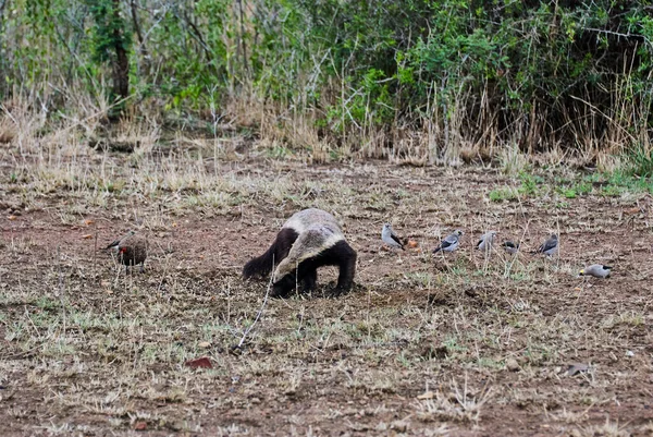 The honey badger, Mellivora capensis, also known as the ratel is a fearless animal
