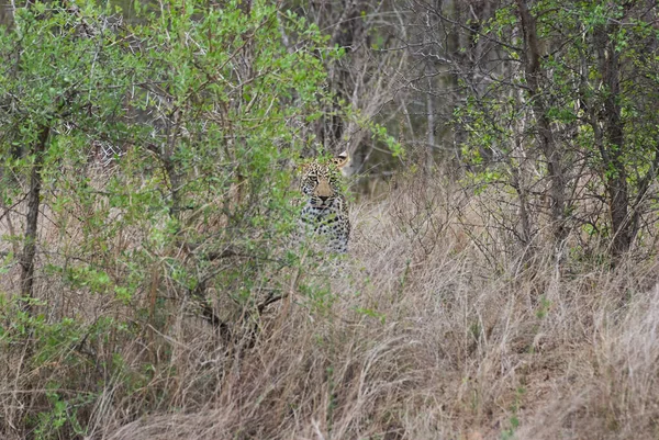 Λεοπάρδαλη Panthera Pardus Ένα Μεγάλο Αρπακτικό Και Αφρικανικής Άγριας Γάτας — Φωτογραφία Αρχείου
