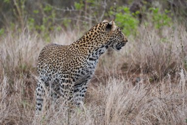 Leopar, Panthera pardus, büyük bir yırtıcı ve Afrika vahşi kedisi otların arasında sinsice dolaşıyor, mükemmel bir şekilde kamufle oluyor.