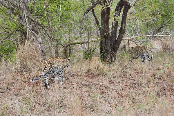 Leopardo Panthera Pardus Grande Predatore Gatto Selvatico Africano Che Pedina — Foto Stock