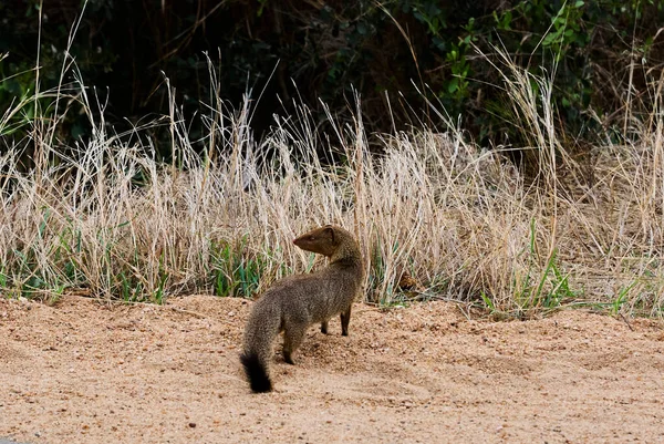 Zwykła Smukła Mangusta Herpestes Sanguineus Również Mangusta Czarnoczubata Lub Mangusta — Zdjęcie stockowe