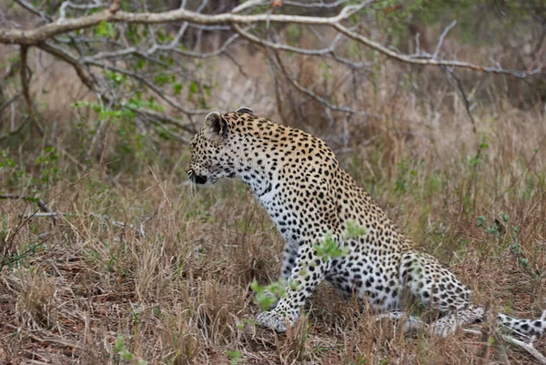 Leopardo Panthera Pardus Grande Predador Gato Selvagem Africano Que Persegue — Fotografia de Stock