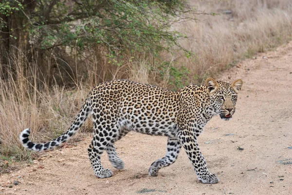 Леопард Panthera Pardus Большой Хищник Африканский Дикий Кот Преследуемый Высокой — стоковое фото
