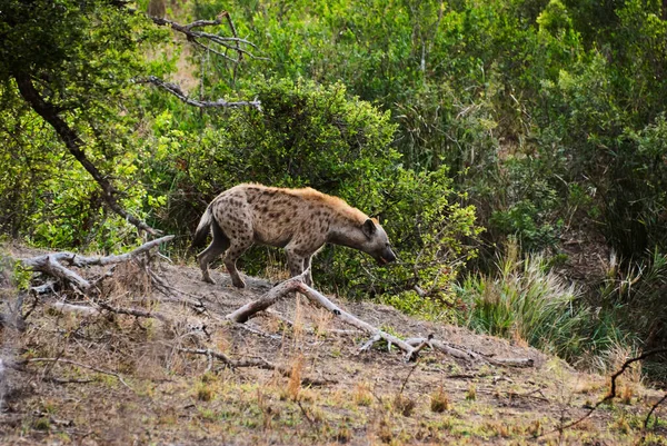 Hiena Manchada Crocuta Crocuta Hiena También Riendo Escondidas Través Del — Foto de Stock