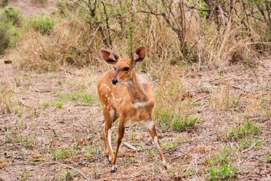 Bushbuck, Tragelaphus Scritus, Güney Afrika 'da yaygın olarak rastlanan bir antilop türüdür.