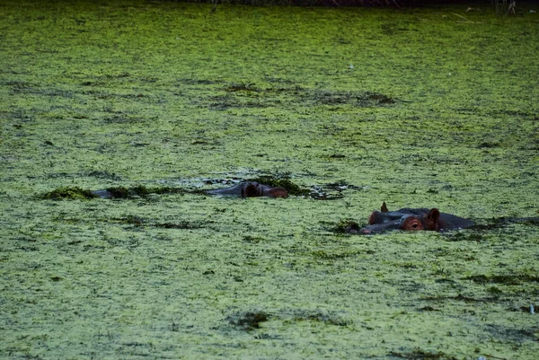 Group Hippopotamus Hippopotamus Amphibius Floating River Covered Green Plants — Stock Photo, Image