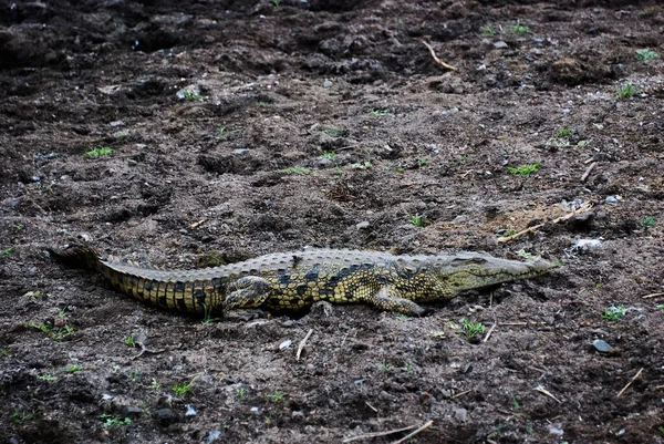 Großes Krokodil Crocodylidae Auch Echte Krokodile Sind Große Semiaquatische Reptilien — Stockfoto