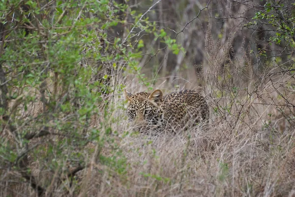 Leopárd Panthera Pardus Egy Nagy Ragadozó Afrikai Vadmacska Leskelődik Keresztül — Stock Fotó