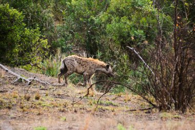 Benekli sırtlan, Crocuta timsahı, ayrıca gülen sırtlan, Afrika çalılarından gizlice geçiyor.