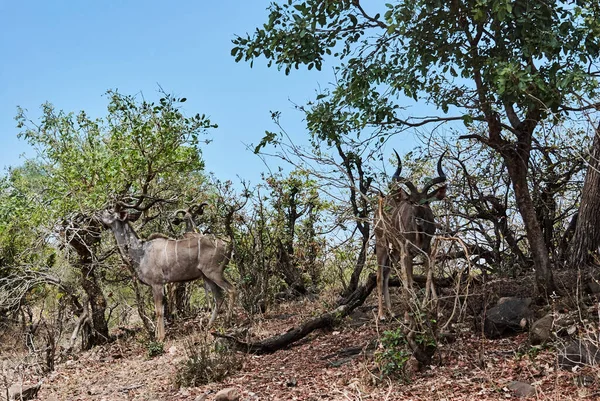 Większe Kudu Tragelaphus Strepsiceros Duża Leśna Antylopa Występująca Wschodniej Południowej — Zdjęcie stockowe