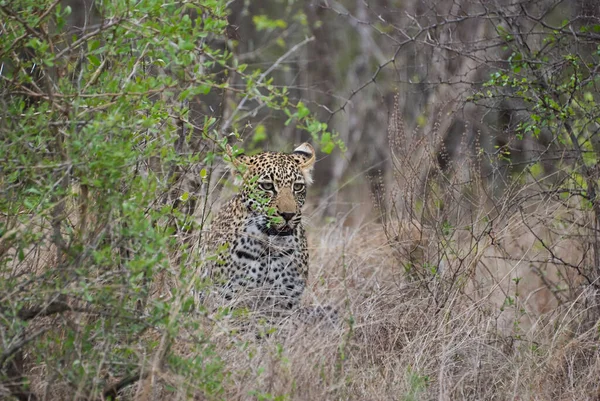 Леопард Panthera Pardus Большой Хищник Африканский Дикий Кот Преследуемый Высокой — стоковое фото