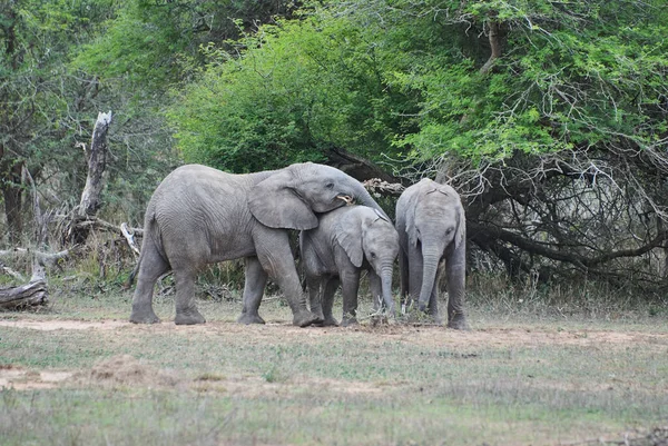 Grupo Jovens Elefantes Africanos Brincalhões Loxodonta Brincando Juntos Arbusto Africano — Fotografia de Stock