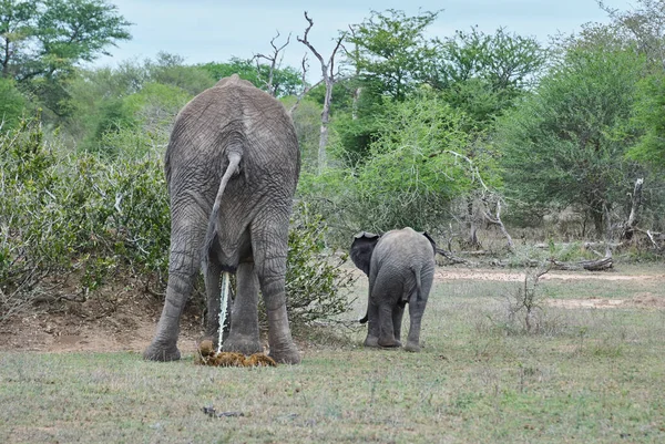 Samica Słonia Afrykańskiego Loxodonta Obok Małego Słonia Oddającego Mocz — Zdjęcie stockowe
