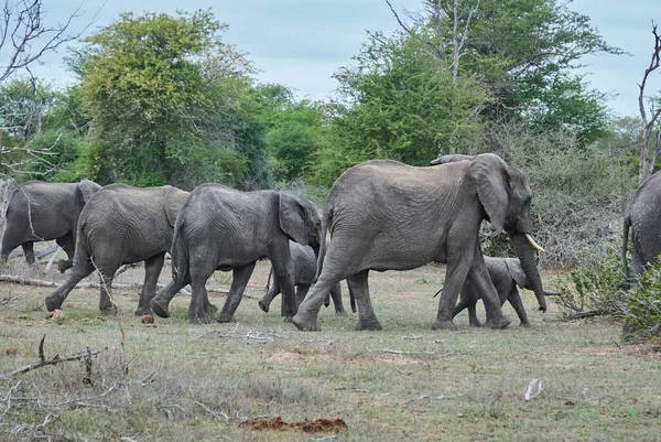 Rebanho Elefantes Africanos Loxodonta Caminhando Casualmente Pelo Mato Uma Paisagem — Fotografia de Stock