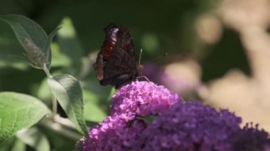 Aglais io, Avrupa tavus kuşu, yaygın olarak bilinen tavus kuşu kelebeği.