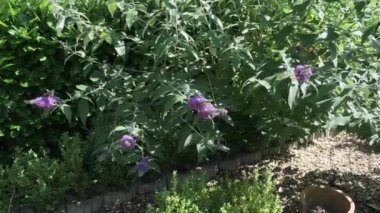 Vanessa atalanta, Kızıl Amiral ve Aglais Io, Avrupa tavus kuşu, yaygın olarak bilinen tavus kuşu kelebeği, yaz leylağı, kelebek çalısı veya güneşli bir günde Buda Daviddii ile besleniyor..