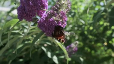 Aglais io, Avrupalı tavus kuşu, yaygın olarak bilinen tavus kuşu kelebeği, yazın leylak, kelebek çalısı veya güneşli bir günde Buda Daviddii ile beslenir..