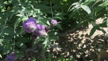 Vanessa atalanta, Kızıl Amiral ve Aglais Io, Avrupa tavus kuşu, yaygın olarak bilinen tavus kuşu kelebeği, yaz leylağı, kelebek çalısı veya güneşli bir günde Buda Daviddii ile besleniyor..