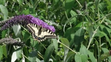 Papilio machaon, Eski Dünya sarı kırlangıç kuşu, Papilionidae familyasından bir kelebek. Siyah ve sarı kanatlı güzel kelebek yaz leylağı, kelebek çalısı ya da Buda Daviddii ile besleniyor.