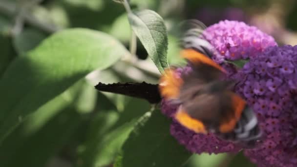 Vanessa Atalanta Kızıl Amiral Aglais Avrupa Tavus Kuşu Yaygın Olarak — Stok video