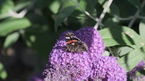 红将军凡妮莎 阿塔兰塔是一只美丽的蝴蝶 有黑色的翅膀 条纹和白色的斑点 在阳光灿烂的日子里以夏季丁香 蝴蝶丛或大丽花为食 — 图库视频影像